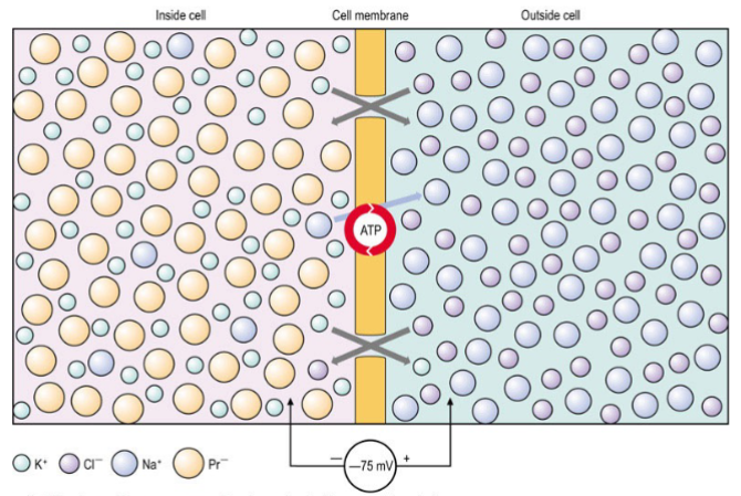 knowt flashcard image