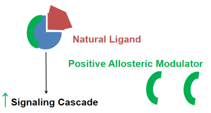 <p>Positive allosteric modulators (lec 2)</p>
