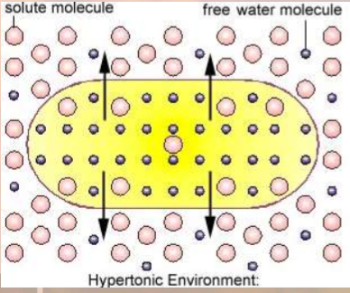 <ul><li><p>concentration of solutes outside is greater than inside</p></li><li><p>cell will lose water (plasmolysis)</p></li></ul>