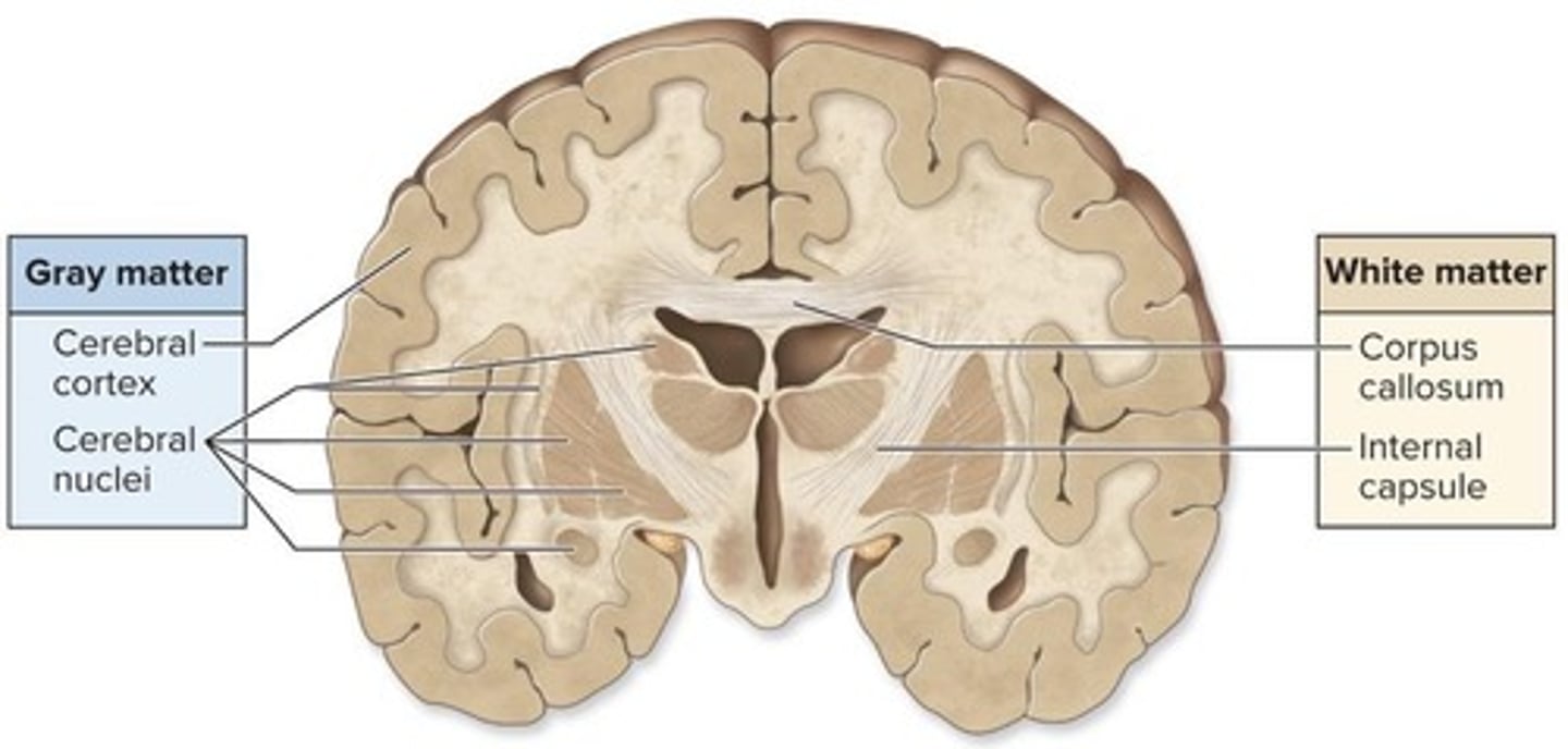 <p>Gray matter consists of neuron cell bodies and unmyelinated axons, while white matter consists of myelinated axons.</p>
