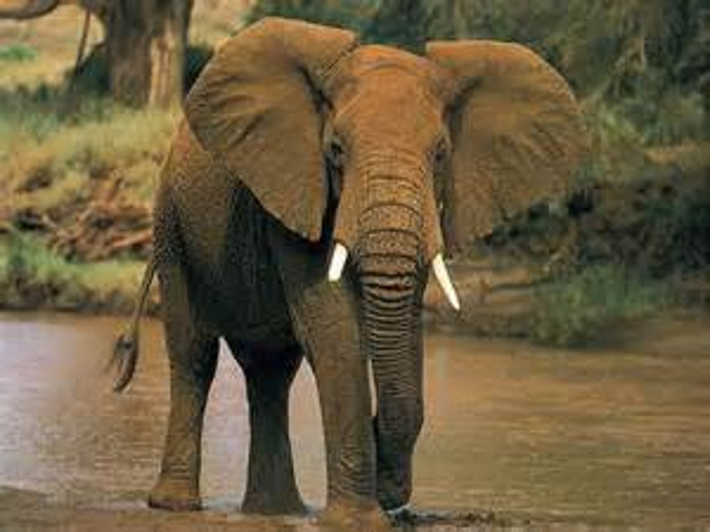 <p>elephants</p><p>•<strong>Comprised of 3 species</strong></p><p>•l<strong>argest terrestrial mammals</strong></p><p><strong>•pillar like limbs (graviportal)</strong></p><p>•<strong>upper incisors are ever-growing tusks</strong></p><p>•no canines or lower incisors</p><p>•<strong>air cells in skull to reduce weight and for muscle attachment</strong></p><p>•Oriental and Ethiopian regions</p>