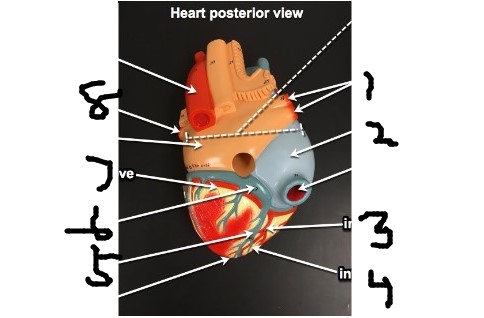 <p>6</p>