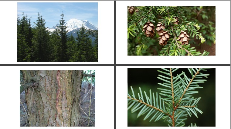 <p>Westelijke hemlockspar</p>