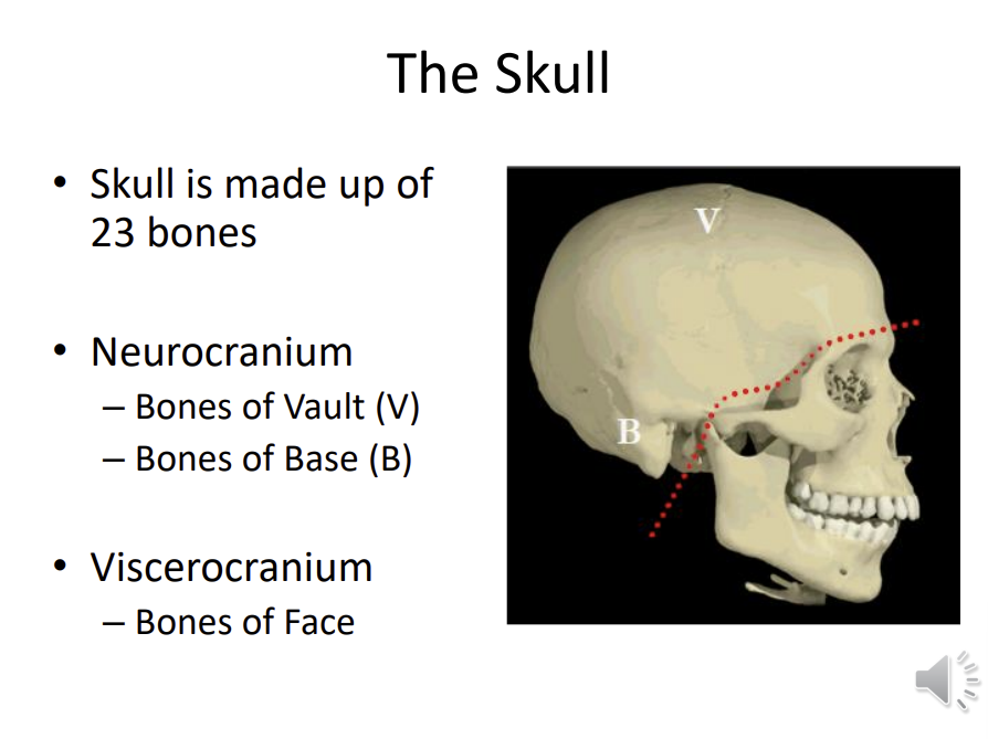 <p>neurocranium - contact with the brain</p><p>viscerocranium - bones of the face </p><p>neurocranium is split into bones of the vault - which form the roof, while the bones of the base from the base of</p>