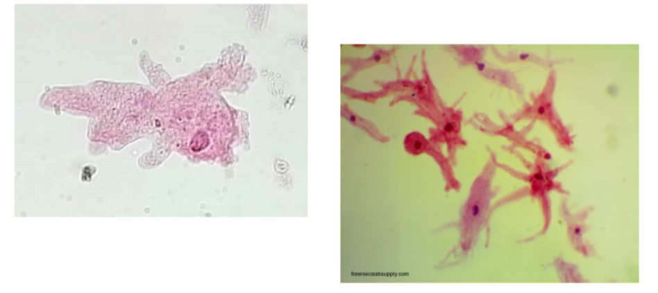 <p>What is the <strong>name </strong>of this organism?</p>