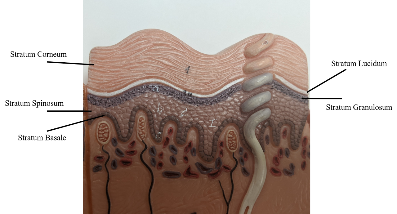<p>After this layer, there’s no sufficient nutrients. all the layers after are dead </p>