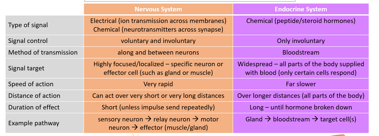 <p>Refer to photo</p><p>Transport of materials and e</p><ul><li><p>blood </p><ul><li><p>transport nutrients, o2, etc. (o2 required for cellular respiration in cells)</p></li><li><p>remove waste product (co2, urea)</p></li></ul></li><li><p>Flow maintained by circulatory system + pumping of blood </p></li></ul><p></p>