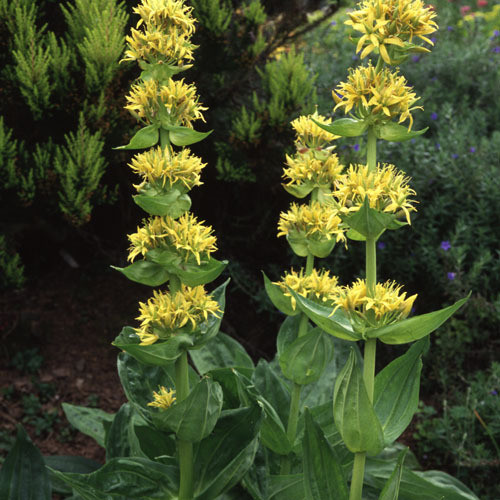 <p>gentiana lutea</p>