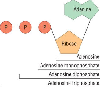 <p>It contains three phosphate groups, ribose and and adenine</p>