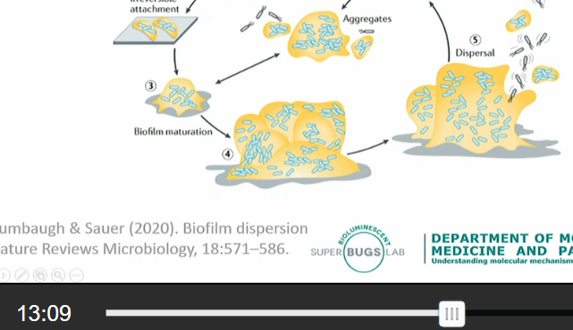 <ul><li><p>Initial attachment</p></li><li><p>Irreversible attachment </p></li><li><p>Biofilmmaturation </p></li><li><p>Buidling up into high rise building but in bacterial form </p></li><li><p>Dispersal and aggregation </p></li><li><p>Planktonic cells release</p></li></ul><p>Cycle repeats</p>