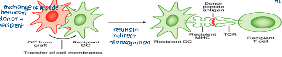 <p><mark data-color="green" style="background-color: green; color: inherit;">Involves </mark><strong><mark data-color="green" style="background-color: green; color: inherit;">direct transfer of HLA </mark></strong><mark data-color="green" style="background-color: green; color: inherit;">molecules between donor and recipient DCs</mark></p><ul><li><p><span><span>Recipient APCs (DCs) capture intact donor MHC-peptide complexes, often via extracellular vesicles (like DC exosomes) </span></span></p></li><li><p><span><span>Recipient DCs present </span><strong><span>intact </span></strong><span>donor MHC molecules on their own surface.</span></span></p></li><li><p><span><span>Alloreactive T cells recognize these donor MHC molecules (along with their bound peptides) presented by the recipient's APCs, leading to activation and graft rejection.&nbsp;</span></span></p></li></ul><p></p>
