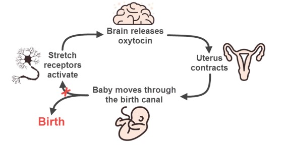 <p>brain releases oxytocin-&gt; uterus contracts-&gt; baby moves through birth canal-&gt; stretch receptors activate -&gt; et cetera.</p>