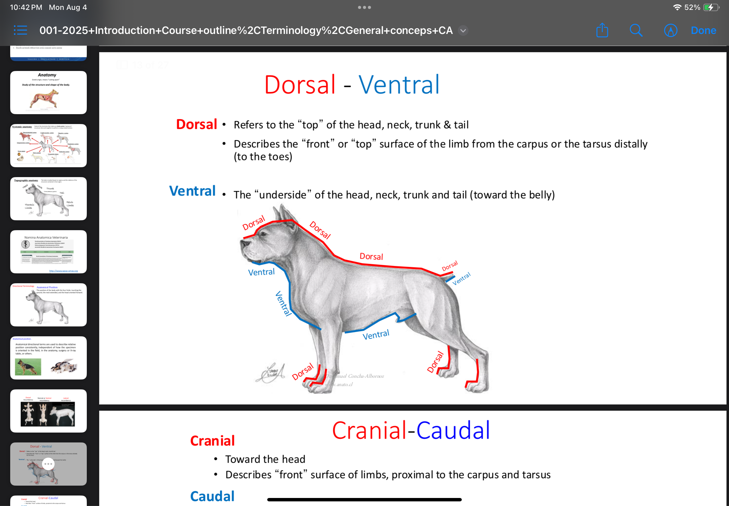 <p>Toward the underside or belly of the head, neck, trunk, or tail.</p>
