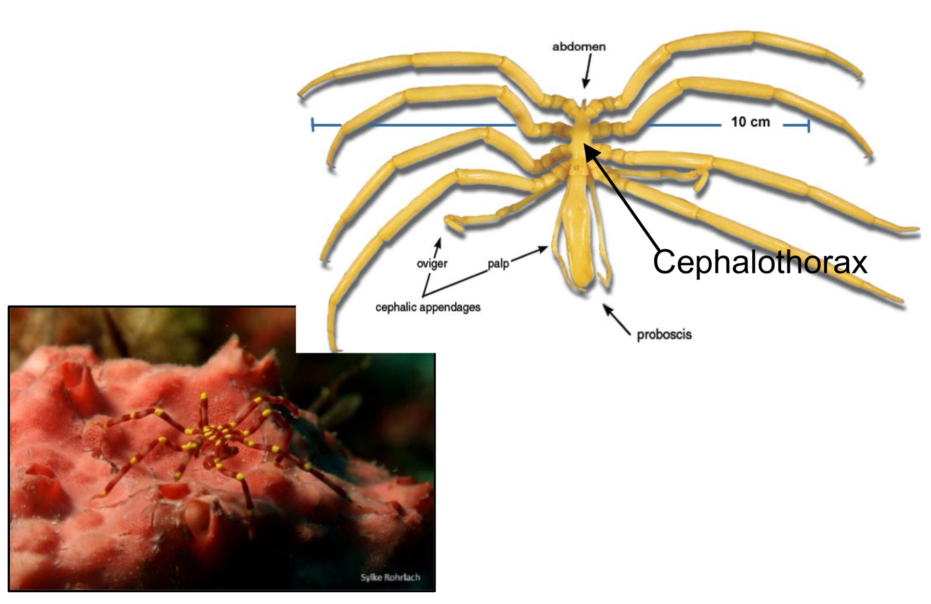 <p>What class do sea spiders fall into and list one characteristic </p>