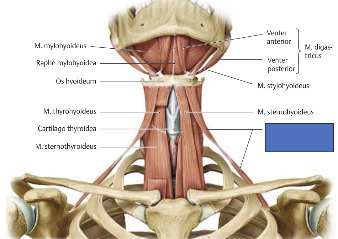 <p>m. omohyoideus → kaitseb v. jugularis internat m. sternocleidomastoideuse surve eest (soodustab vere äravoolu ajust)</p>