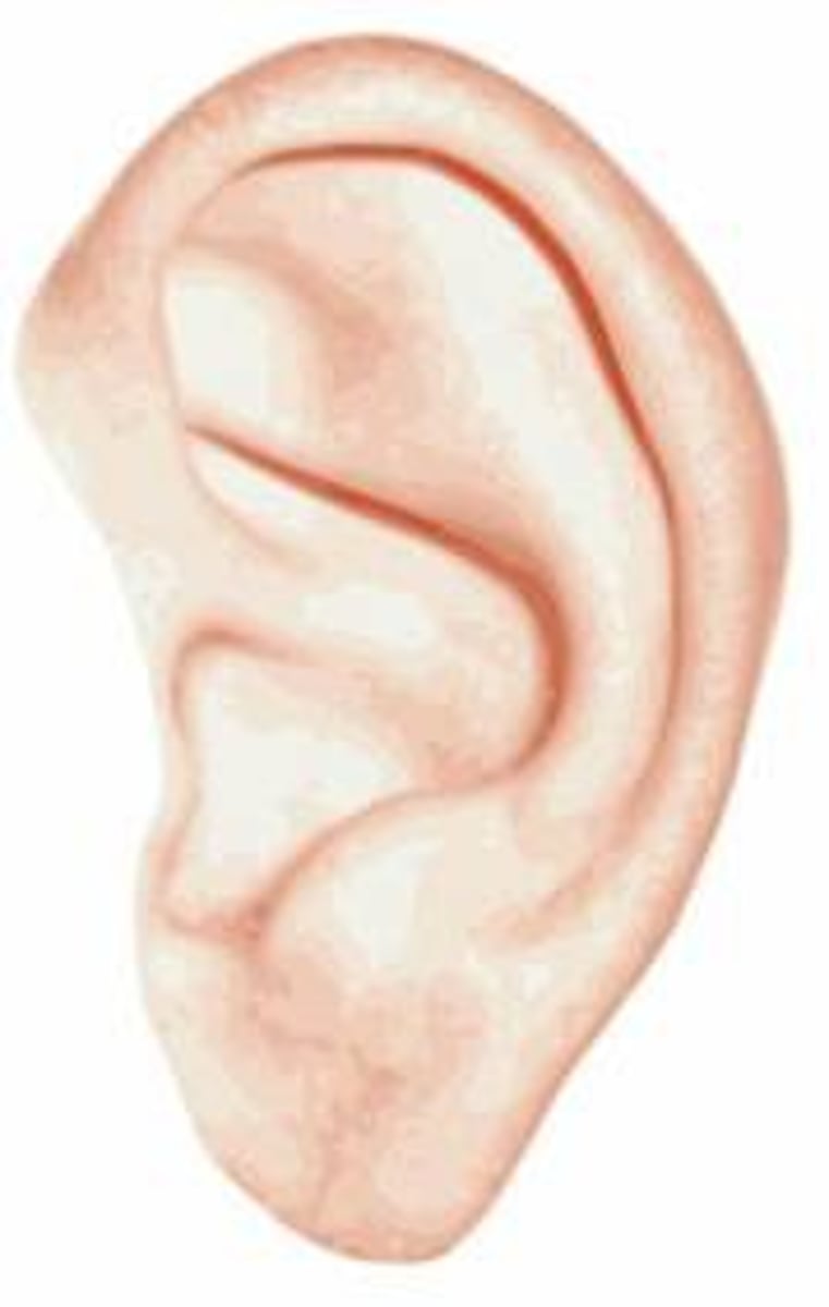 <p>the ear</p>