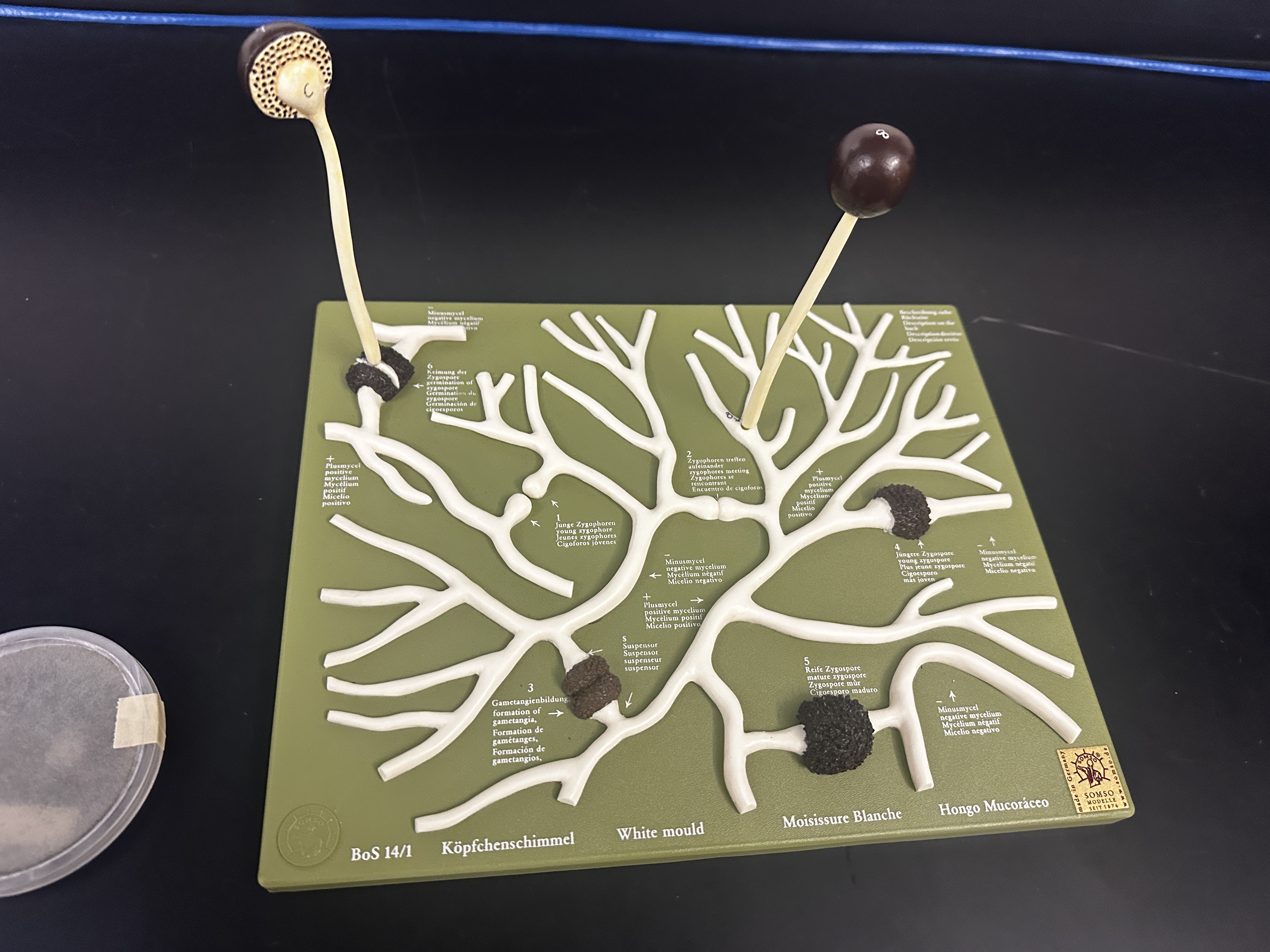 <p>Identify (Domain, Kingdom, Clade)</p>