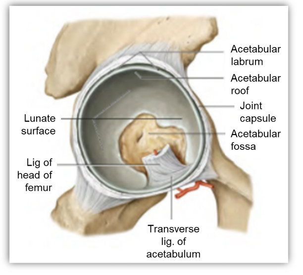 <p>The socket of the hip joint</p><ul><li><p>labrum</p></li><li><p>lunate surface (covered by articular cartilage)</p></li><li><p>ligament of the head of the femur (attaches to fovea)</p></li></ul>