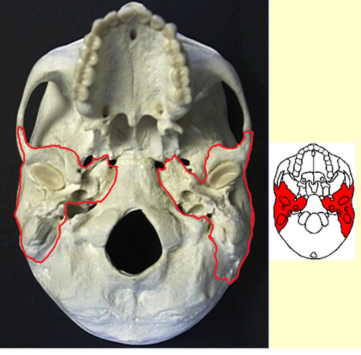 knowt flashcard image
