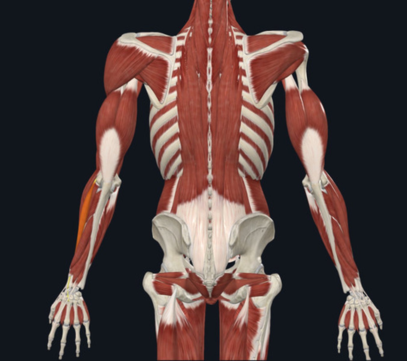 <ul><li><p><u>Origin:</u>&nbsp;Humerus</p></li><li><p><u>Insertion:</u>&nbsp;Metacarpal (but runs length of&nbsp;‘radius’)</p></li><li><p><u>Action:</u>&nbsp;Wrist (carpi) extension</p></li></ul><p></p>