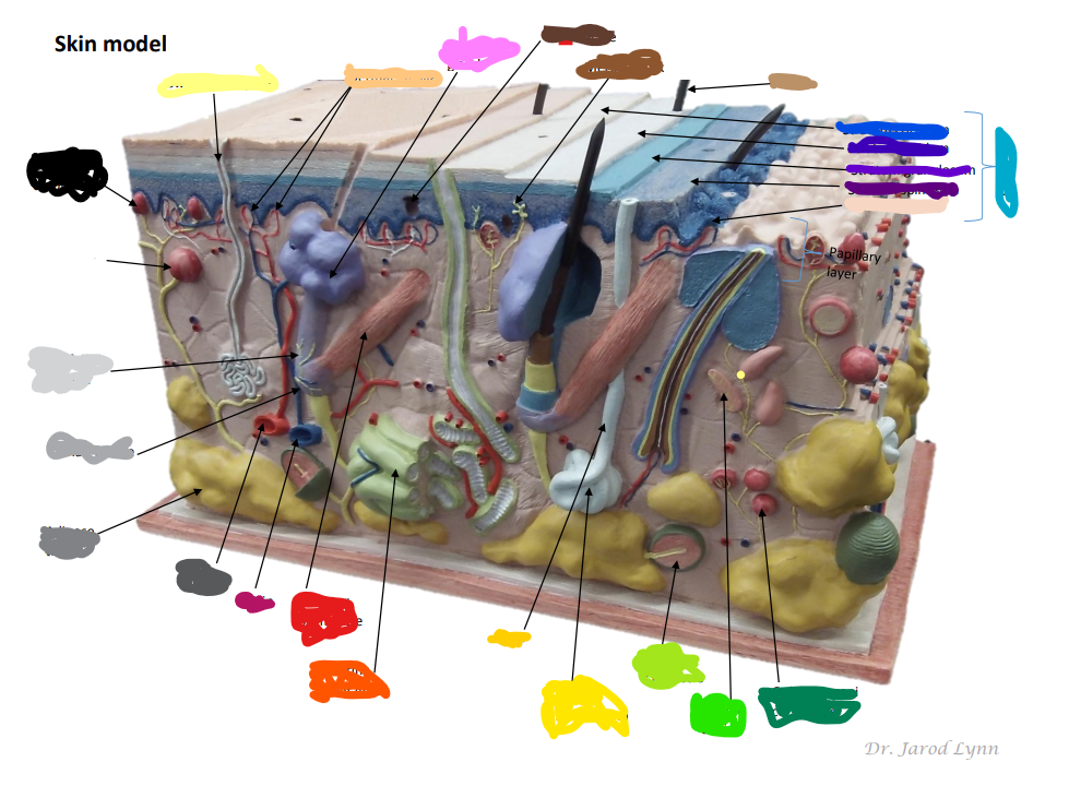 <p>Looking at the Model Where is the Pacinian Corpuscle in the Model of skin</p>