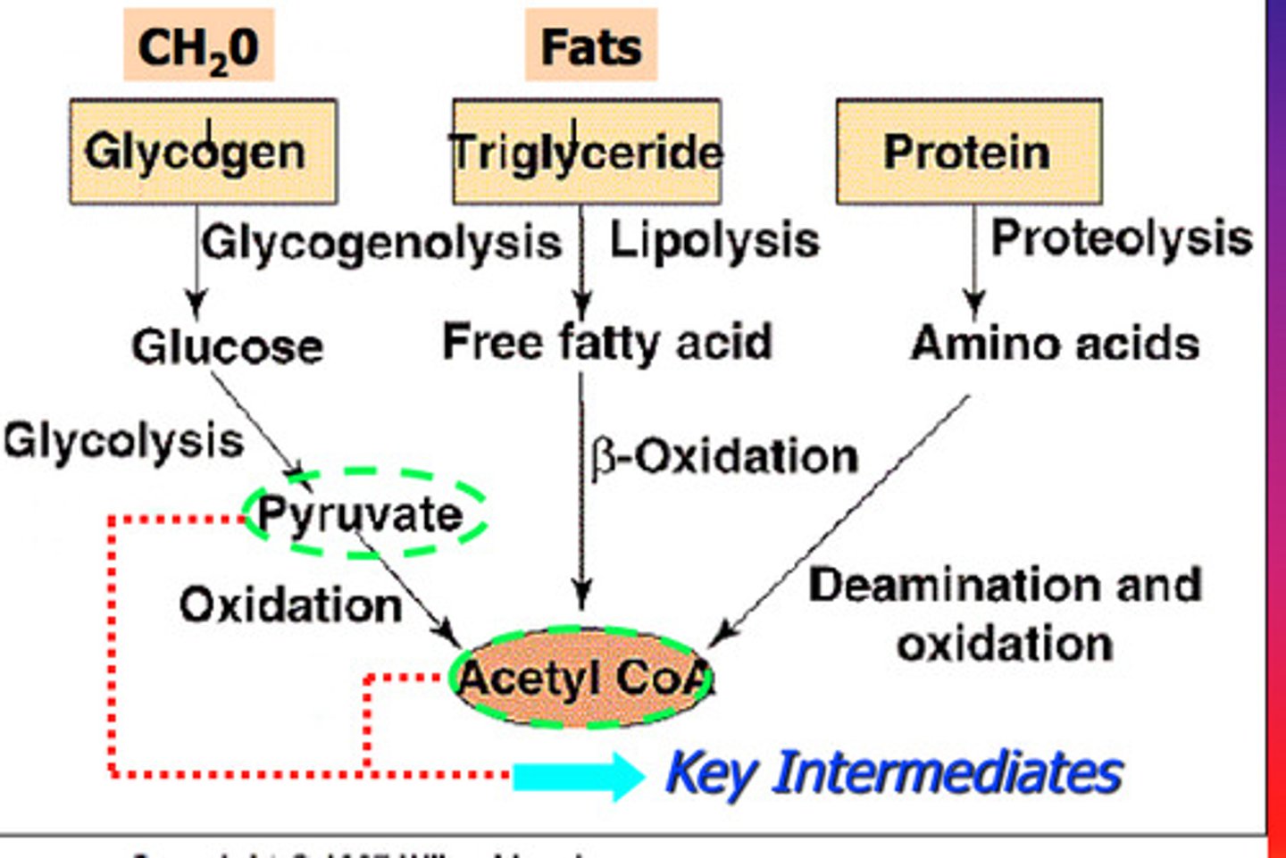 <p>The chemical processes occurring within a living cell or organism that are necessary for the maintenance of life</p>