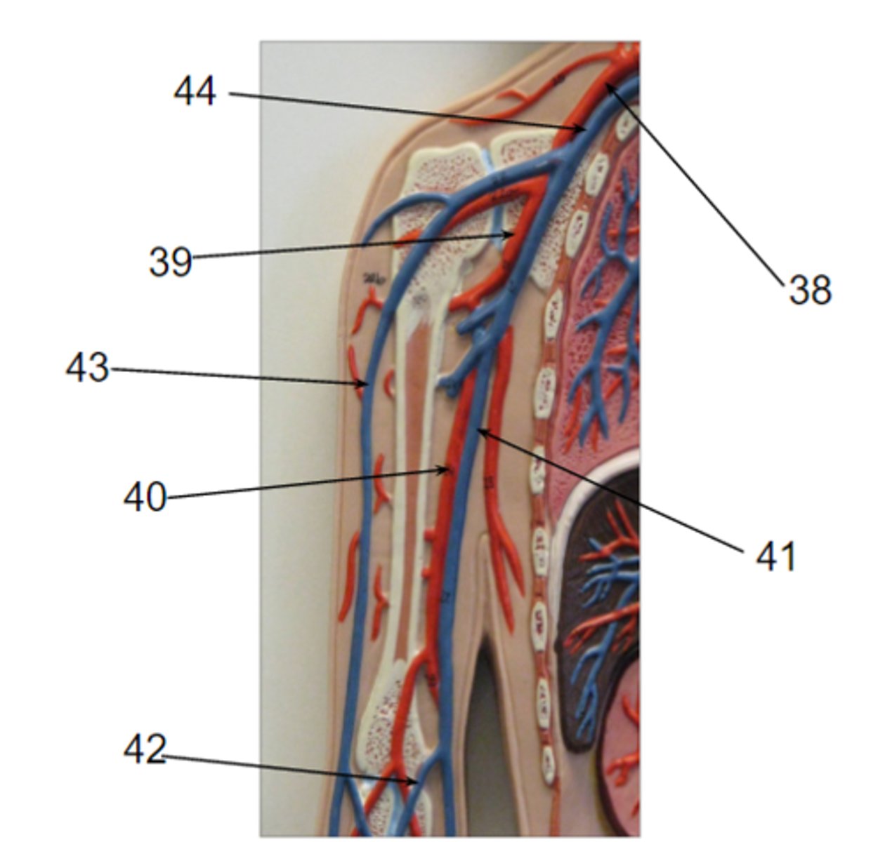 <p>What structure is #41?</p>