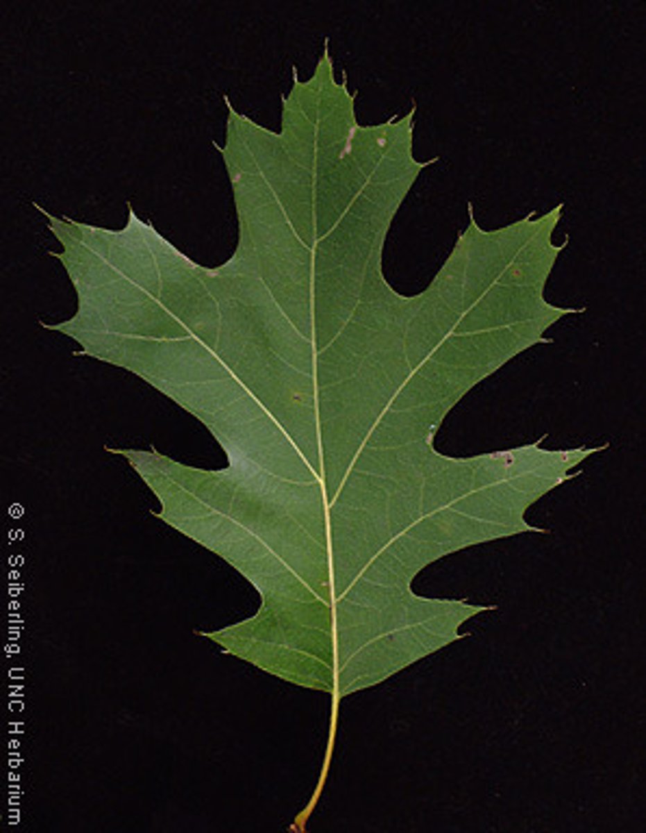 <p>Native <br>Leaf: simple, alternate, serrations, pinnately veined <br>Other: acorns</p>