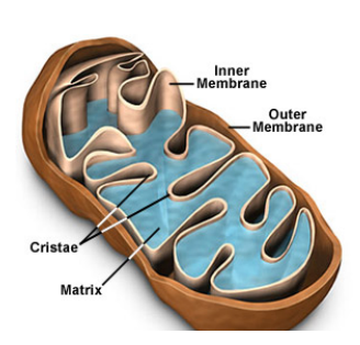 <p>membrane bound. site of ATP synthesis from the metabolism of glucose (cellular respiration)</p>