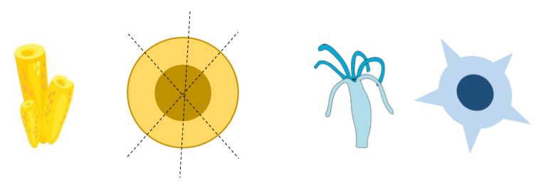 <p>Absence of the dorsoventral axis, and the right to left axis.</p>