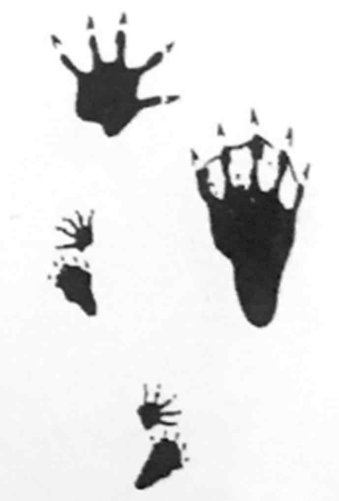 <p>What footprint is this?</p>