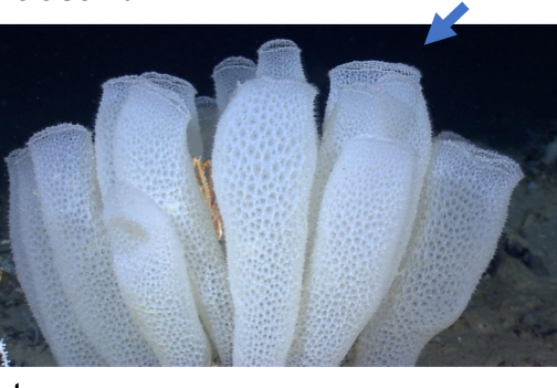 <p>Identify the pictured organism</p>