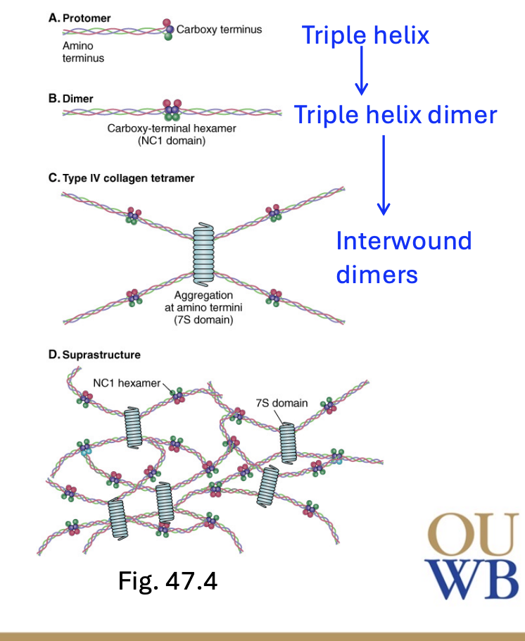 <p>Triple helix → triple helix dimer → interwound dimers (tetramer)</p>