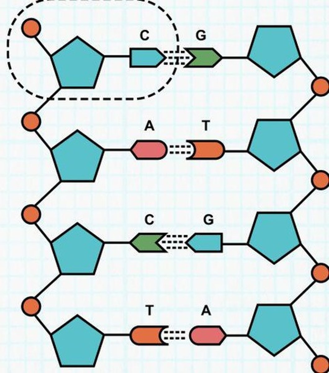 <p>A double helix shaped like a twisted ladder, with a sugar-phosphate backbone and nitrogenous base pairs.</p>
