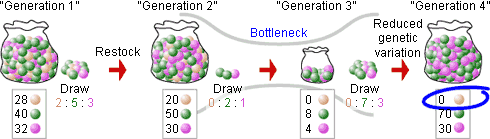 <p>How does <strong>genetic drift</strong>&nbsp;(<strong>bottleneck effect</strong> and <strong>founder</strong> <strong>effect)</strong>&nbsp;influence evolution?</p>