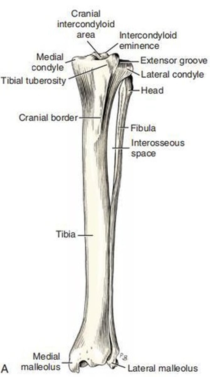 <p>A convex structure of the femur in both the sagittal and the transverse planes.</p>
