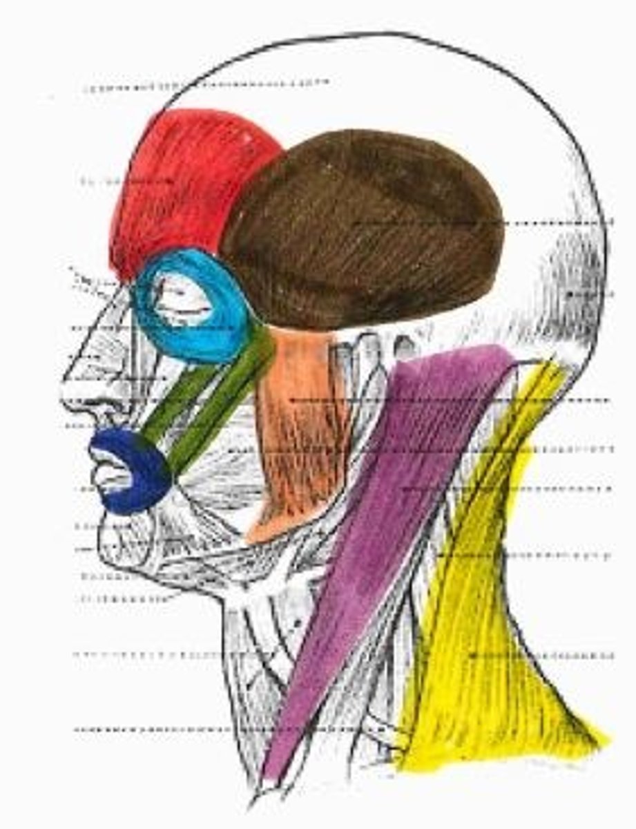 <p>brown muscle</p>