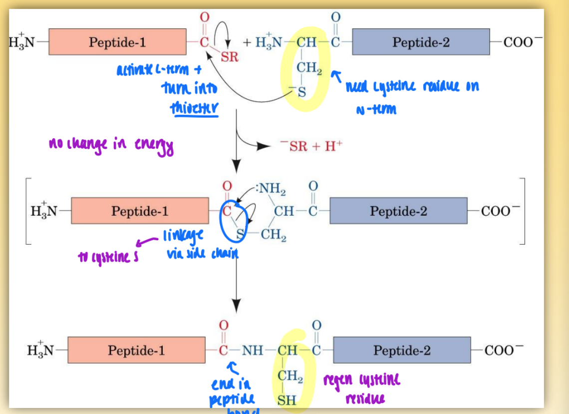 <ul><li><p>activate c-term &amp; turn into thioester (using cysteine residue on n-term)</p></li><li><p>link via side chain to cysteine S</p></li><li><p>end in peptide bond &amp; regen cysteine residue</p></li><li><p>two peptides could be made via merrifield</p></li><li><p>first step = no change in energy</p></li><li><p>second step = favorable</p></li></ul><p></p>