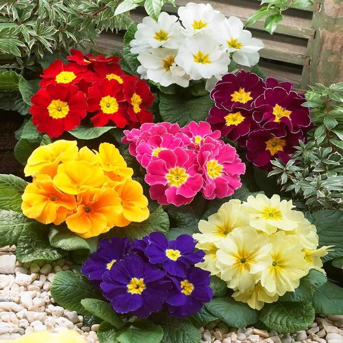 <p><em>genre de fleurs de la famille des Primulacées nommées aussi coucou fleurissant au printemps</em><br><br>Dans le <strong>langage des fleurs</strong>, Elle symbolise un amour naissant, spontané et rempli d'une énergie juvénile.</p>