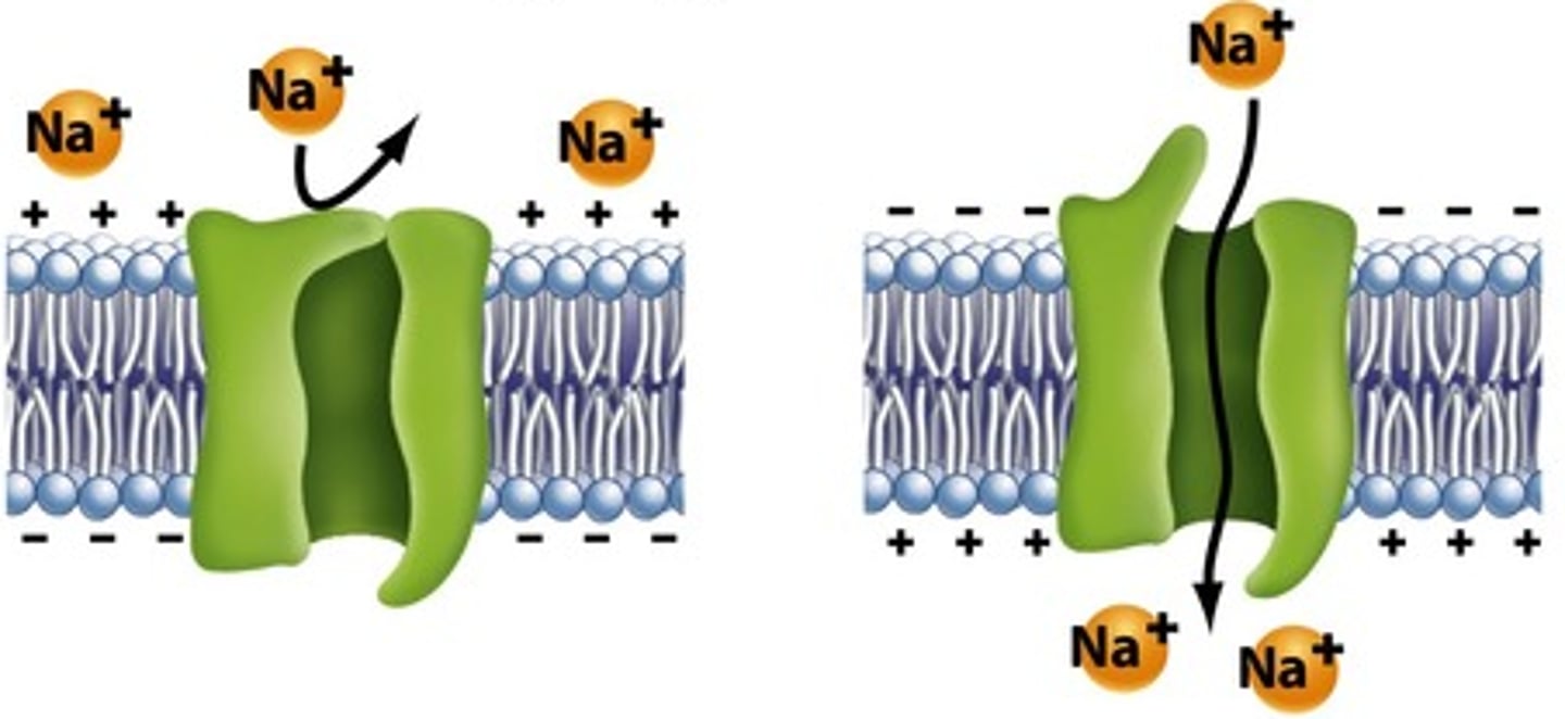 <p>Channels that open or close in response to a change in the membrane potential.</p>