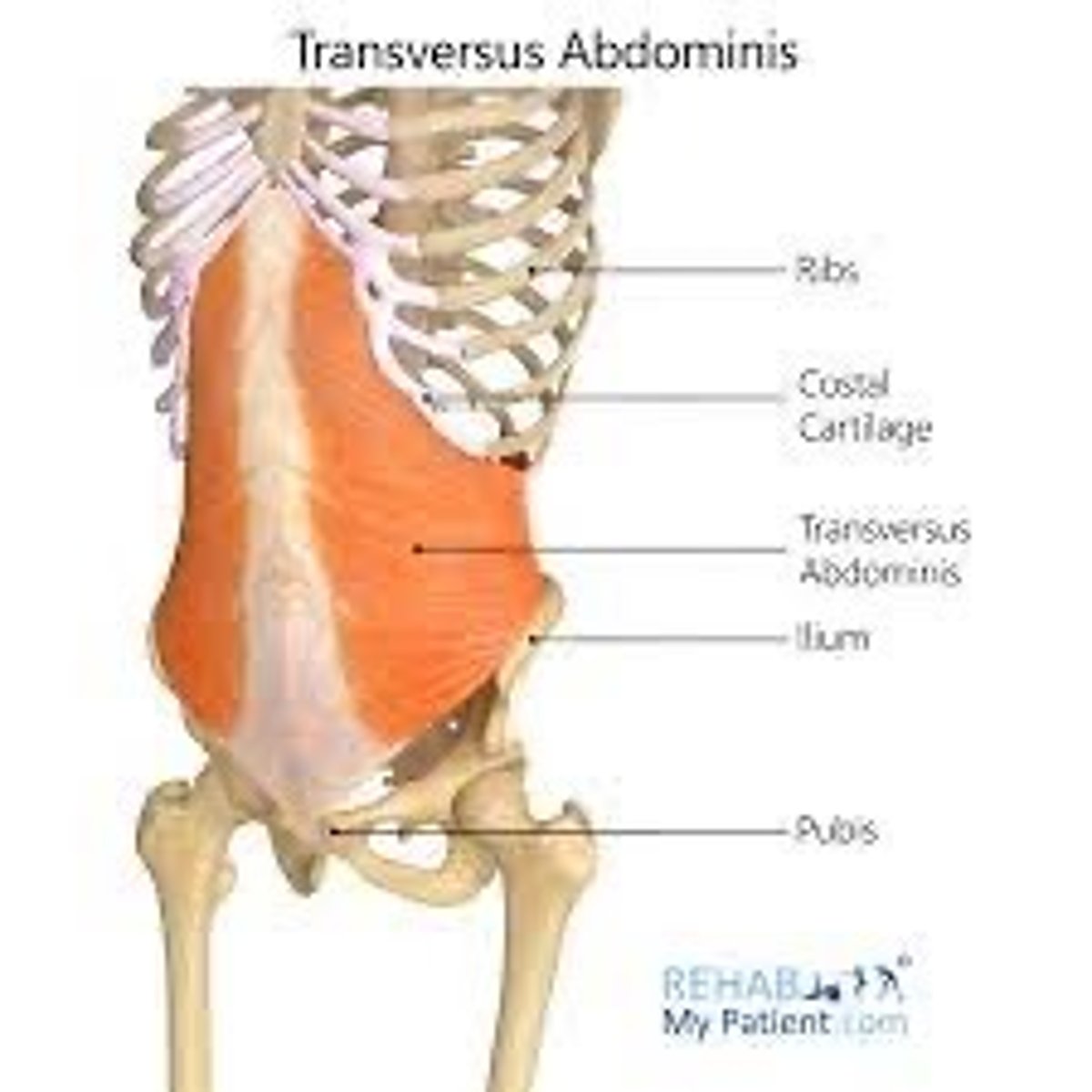 <p>1. ribs 7-12</p><p>2. thoracolumbar fascia</p><p>3. iliac crest/ASIS</p><p>4. inguinal ligament</p>