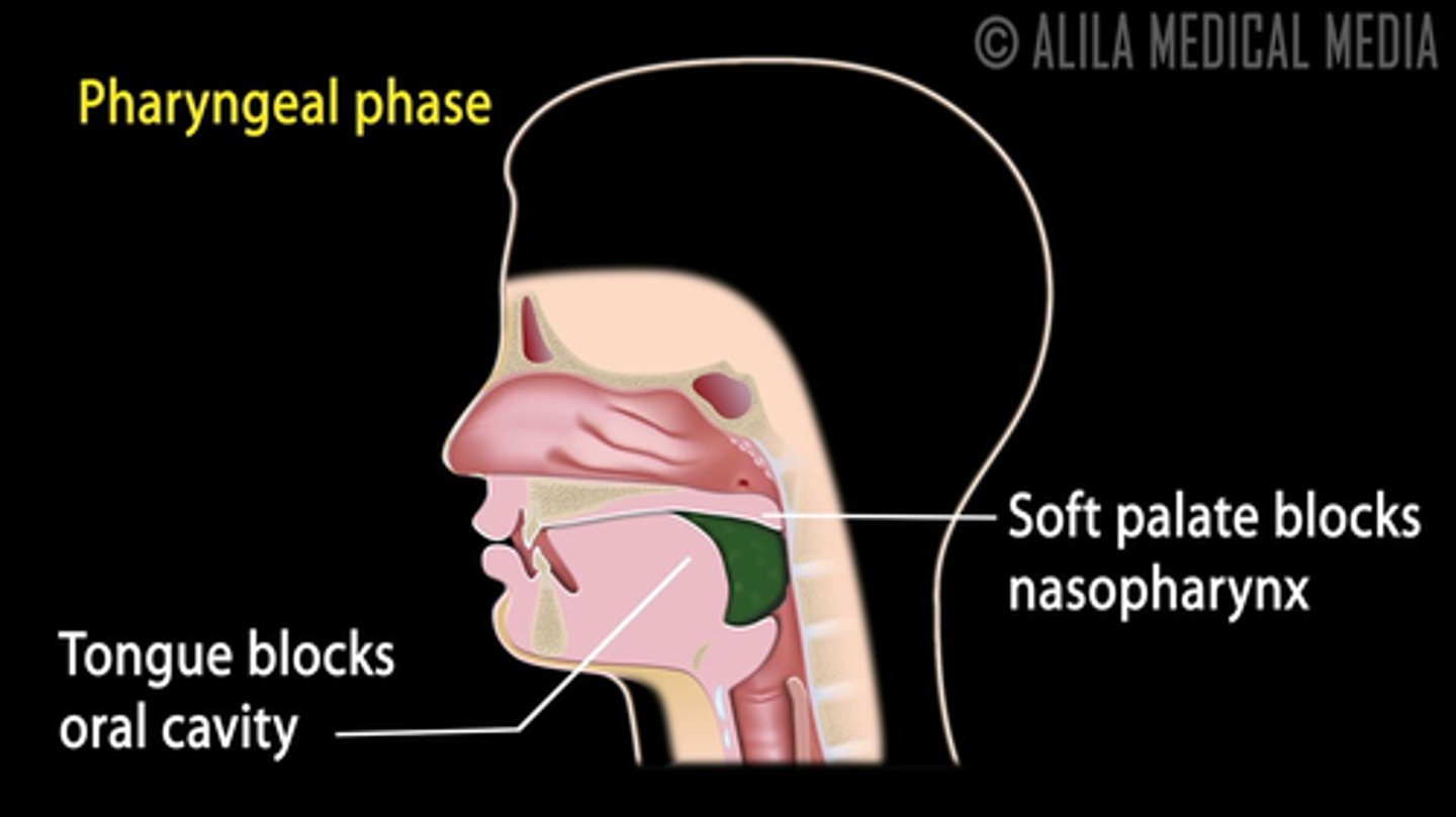 <p>During deglutition apnea, the soft palate is elevated to close off the nasopharynx, and after swallowing, it descends to allow breathing to resume.</p>