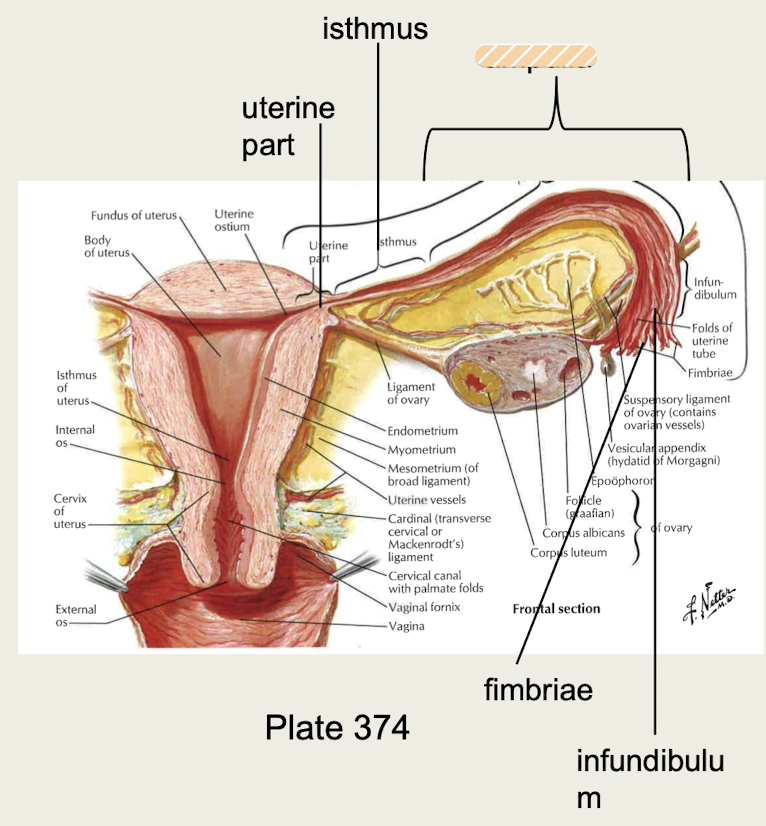 <p>Main part of uterine tube where fertilization typically occurs</p>