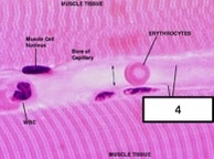 <p>what blood vessel layers?</p>