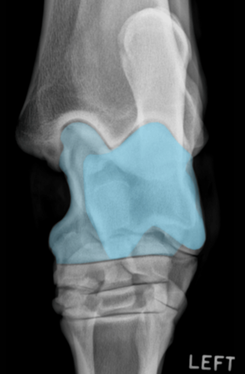 <p>What bone is highlighted?</p>