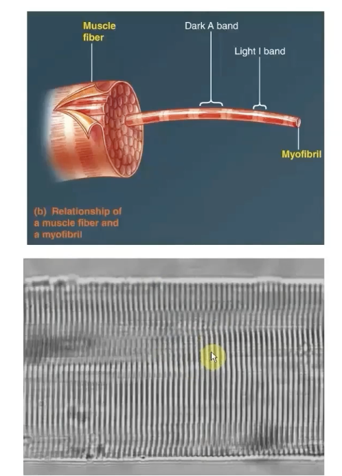 <p>-Cylindrical intracellular structures 1um in diameter that extend the entire muscle fiber length</p><p>-Specialized contractile elements that constitute 80% of muscle fiber volume</p><p>-dark A and light I bands are what make up the striations</p>