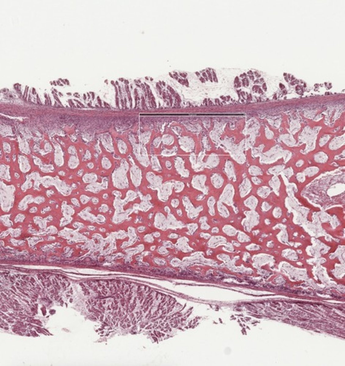 <p>What tissue type is depicted?</p>