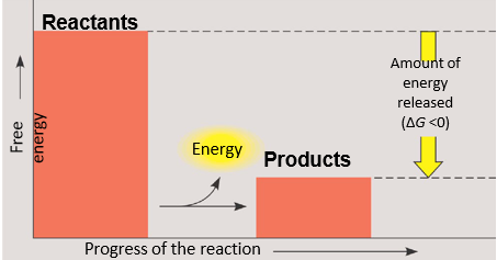<p>-energy is exiting the system </p><p>-spontaneous </p><p>-proceeds with a net release of free energy</p><p>-change in G is negative (change in G<0)→ this happends when energy is released in a chemical reaction </p><p>-change in G=G<sub>final state</sub>-G<sub>starting state</sub></p>