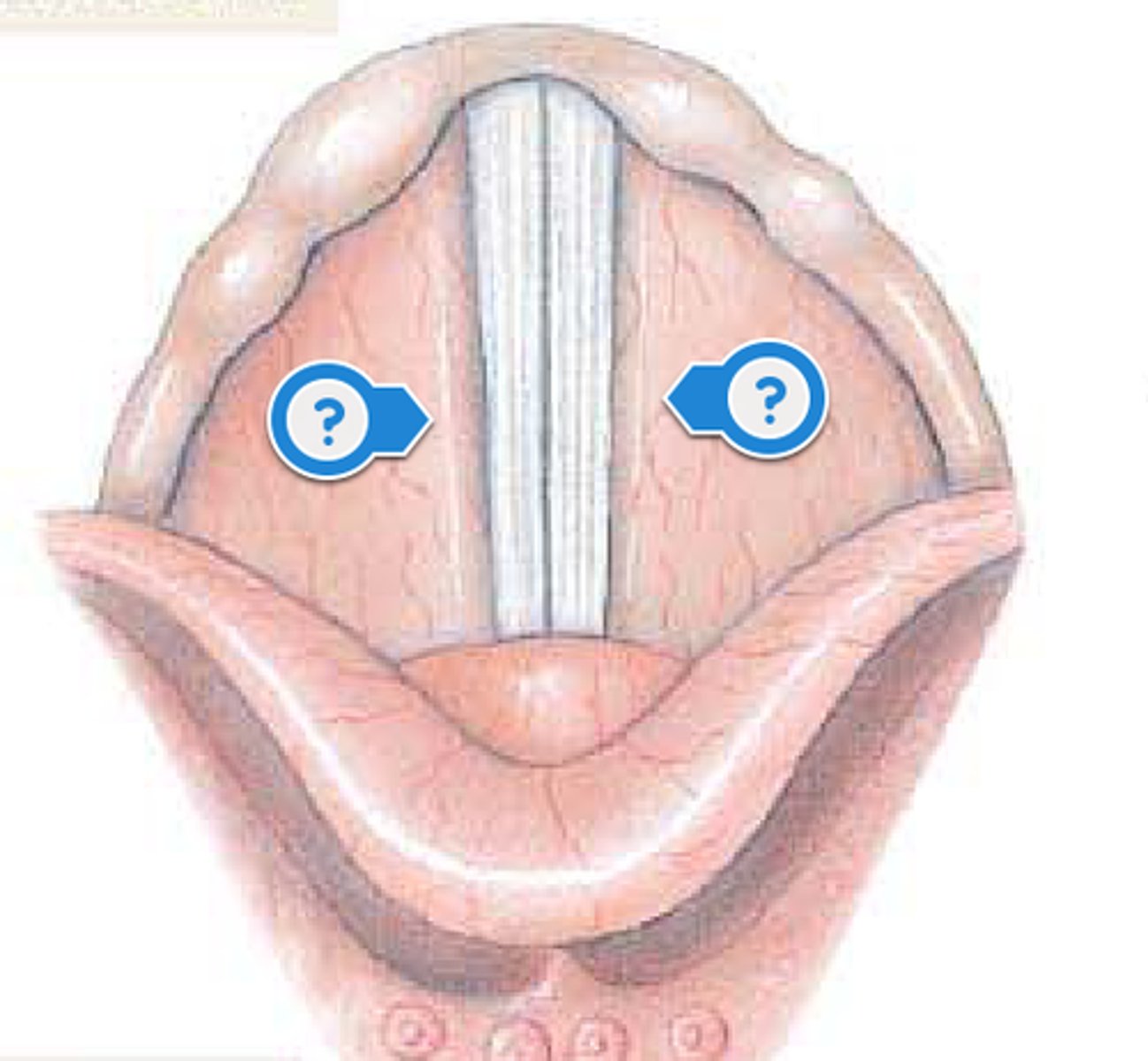 <p>false vocal cords</p>
