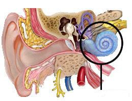 Snail-shaped structure of inner ear that contains auditory transducing mechanisms
